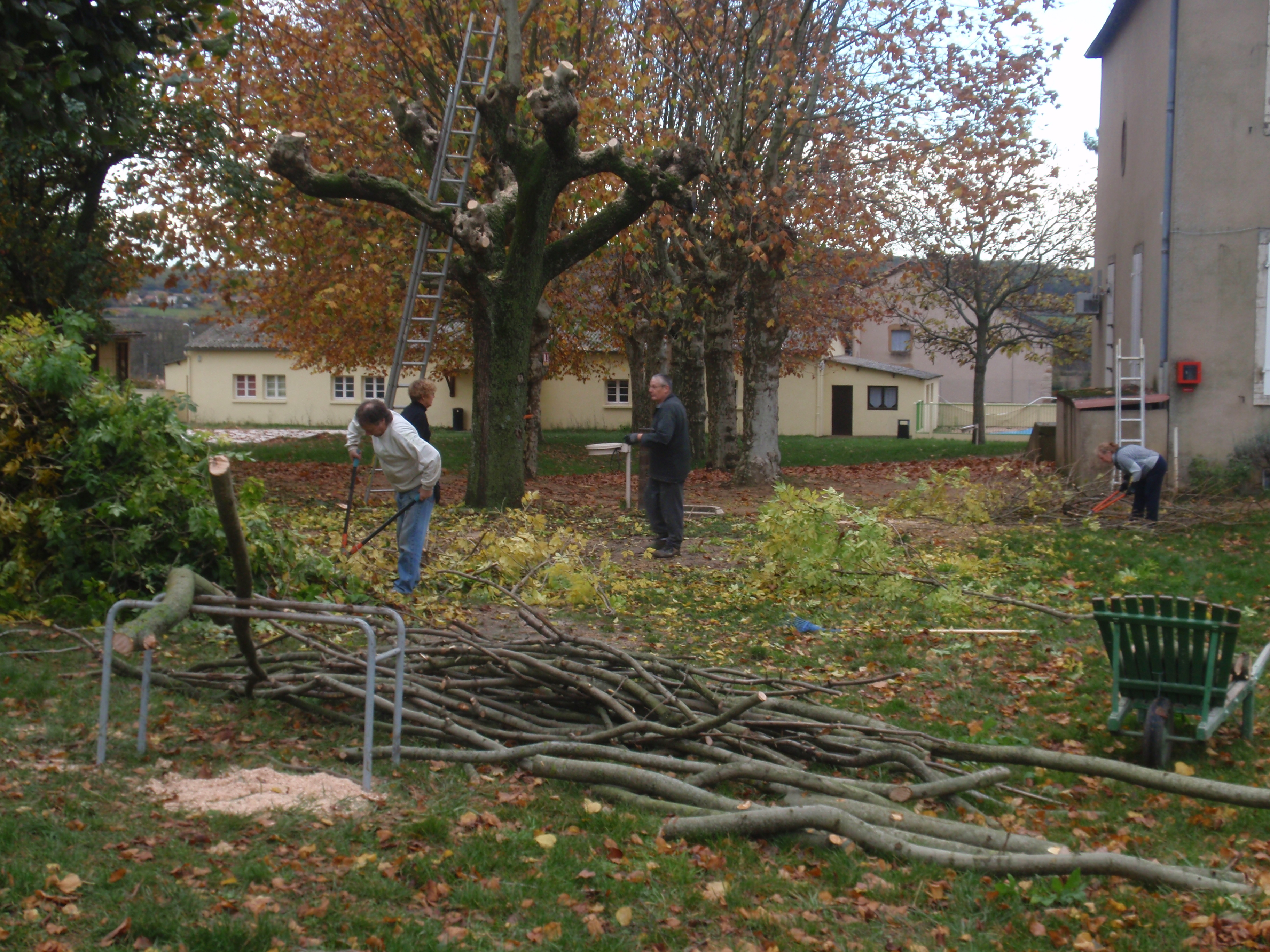 TAILLE DES ARBRES